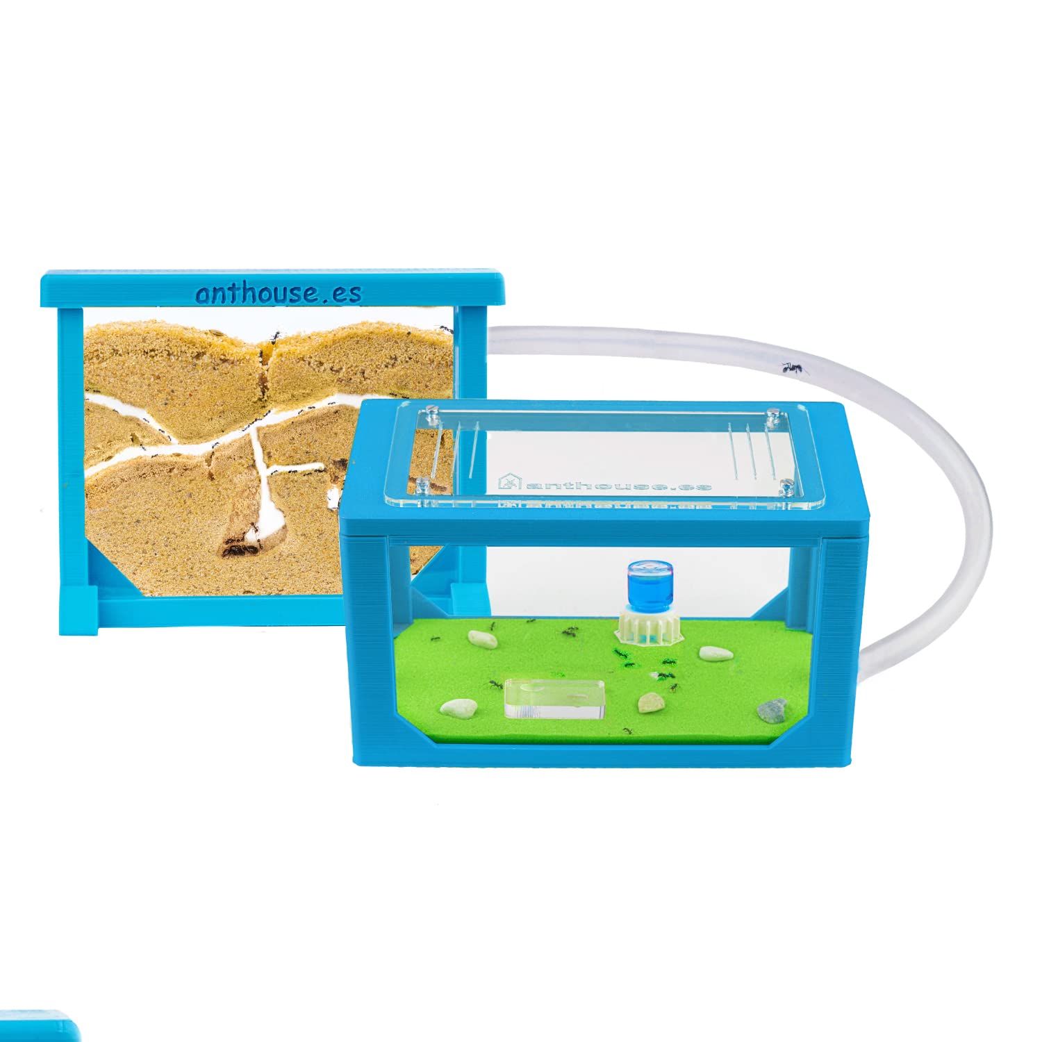 Anthouse - Hormiguero Natural Mini 3D - Terrario de Hormigas con Colonia Incluida - Kit Hormiguero Acrílico Tipo Sándwich (12x10x1 cm), Caja de Forrajeo (18x10x5) y Accesorios - Color Celeste