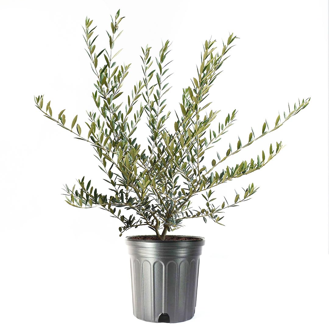 American Plant Exchange Arbequina 10-Inch Pot