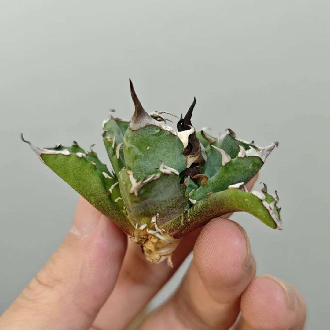 Amazon.co.jp: BM3 希少種アガベ チタノタ 妖炎 選抜 極上子株 : DIY