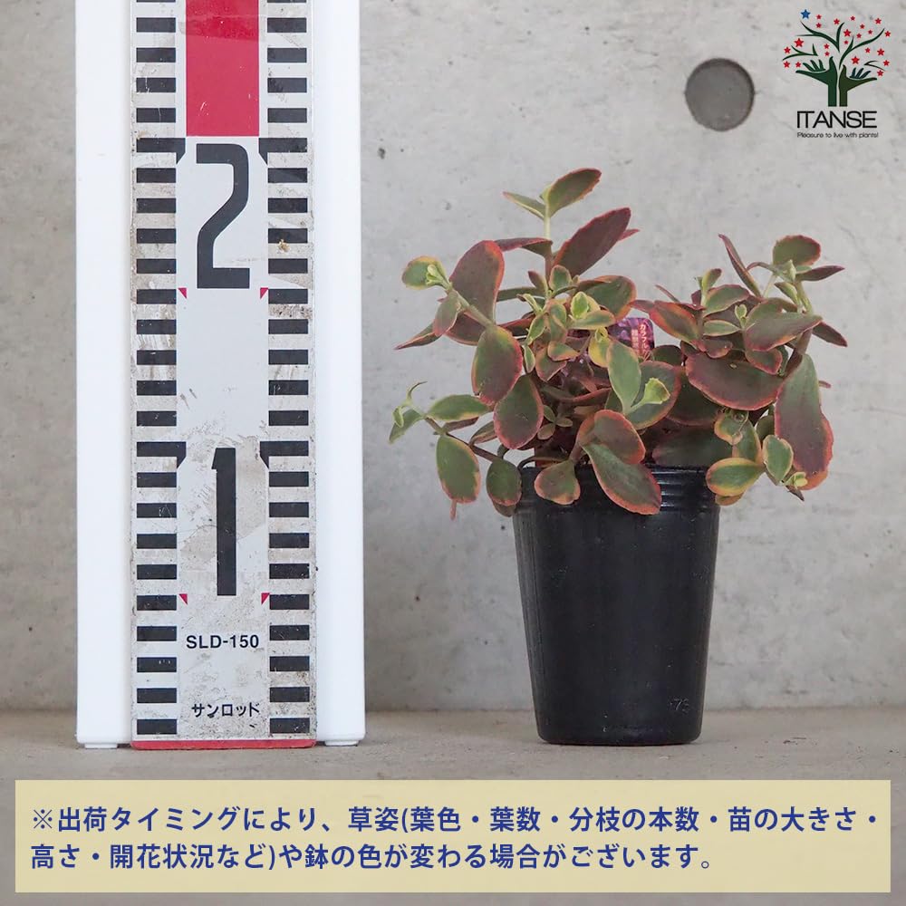 Amazon.co.jp: ITANSE セダム ワイルドファイヤー 2.5号 2個