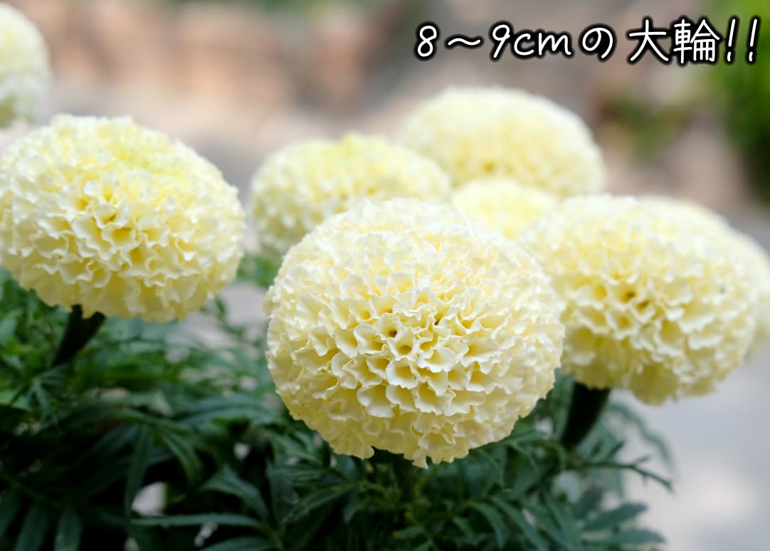 天然マリーゴールドの花種大量１万粒パック＋選べる粗品プレゼント。匿名送料無料 天然マリーゴールドの花種大量1万粒パック＋選べる粗品