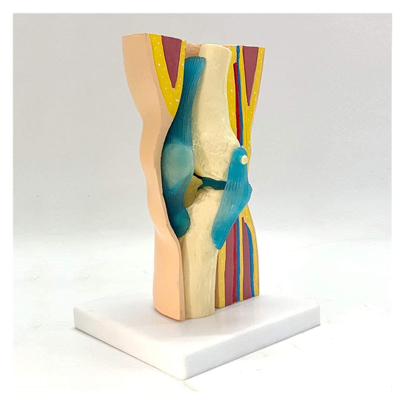 YNIYUJKL Organ Model Flexible Human Knee Joint Function Model Knee Joint Muscle Skin Anatomy Human Skeleton Skeletal Joint Movement Ligament Medical Teaching Anatomical Model