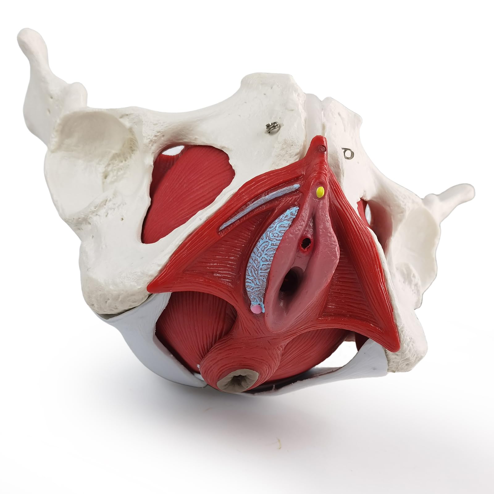 Weibliches Becken Perineum Modell mit abnehmbaren Organen, magnetische Montage, handbemalt, weibliches Beckenboden Muskel Anatomisches Modell Uterus Vagina Ovary, Blase, Rektum 6-Teile zum Lernen