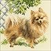 Produktbild Riolis Pomeranian Cross Stitch Kit, Baumwolle, Multi-Color, 25 X 25 X 0,1 Cm