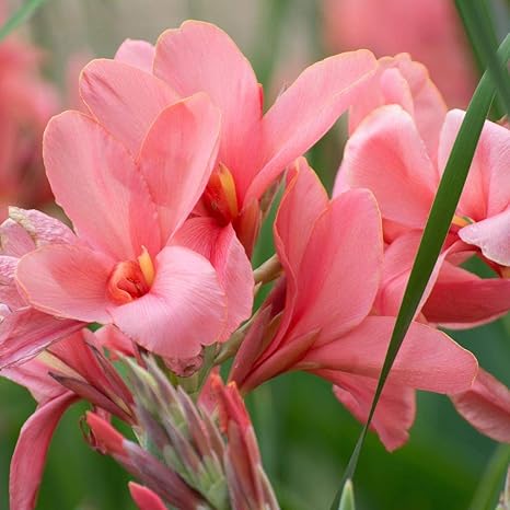 Amazon カンナリリー球根 咲く花 多年生植物 家の植栽 まばゆいばかりに適しています 1 1球根 花 Amazon カンナリリー球根 咲く花 多年生植物 家の植栽 まばゆいばかりに適しています 1 1球根 花