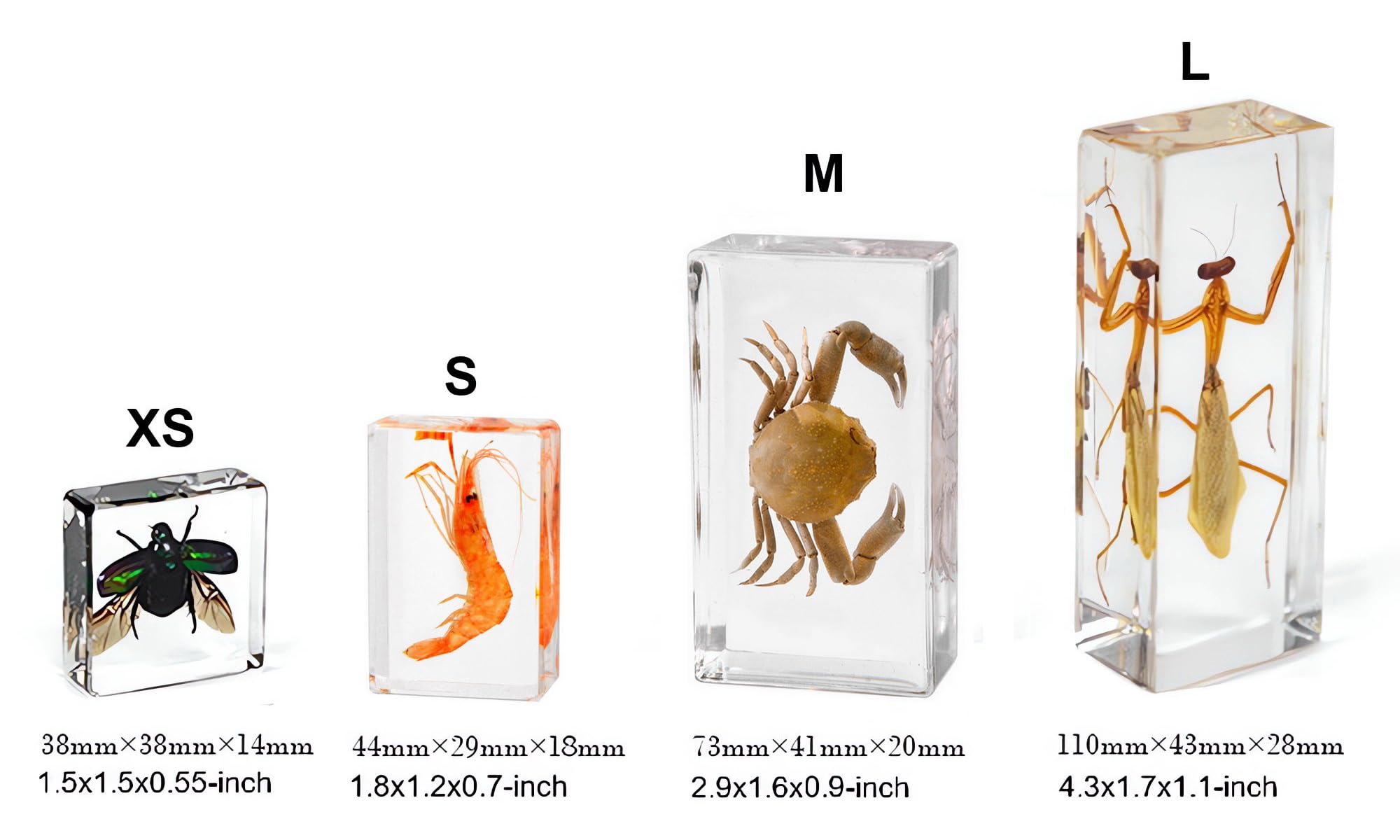 Small Size 9pcs Oceans Insect Specimens in Resin for Closer-Look & Study in Safe Healthy Manner, Novelty Fun & Educational for Preschool Classroom, Home Office Display (9, Small 9pcs Oceans)