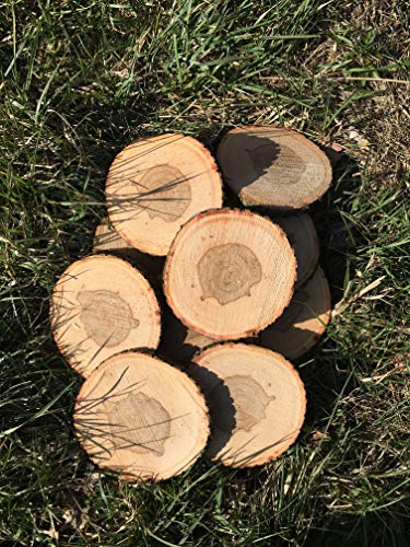 KJR Holzmanufaktur 10 Baumscheiben, Holzscheiben,Baumscheibe, ca. 18 * 20 cm, Astscheiben, Esche Cover