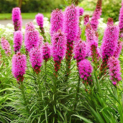 Amazon.com : KIRA SEEDS - Seeds Pink Dense Blazing Star - Giant