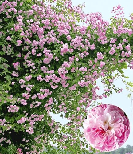 BALDUR Garten 1x Rambler-Rose 'Paul's Himalayan Musk Rambler', Pflanze wurzelballiert, Kletterrose, Schlingrose, winterhart, mehrjährige Kletterpflanze, blühend, Rosa Hybride