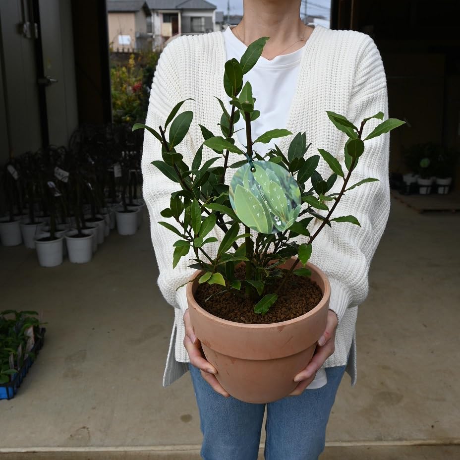 月桂樹さん専用 月桂冠、企業ブランドCMを制作 2023年3月15日より放映開始