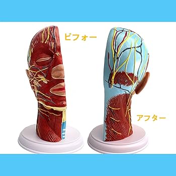 Amazon | timiland 頭蓋骨模型 頭部神経構造モデル 頭部と顔面筋の表在