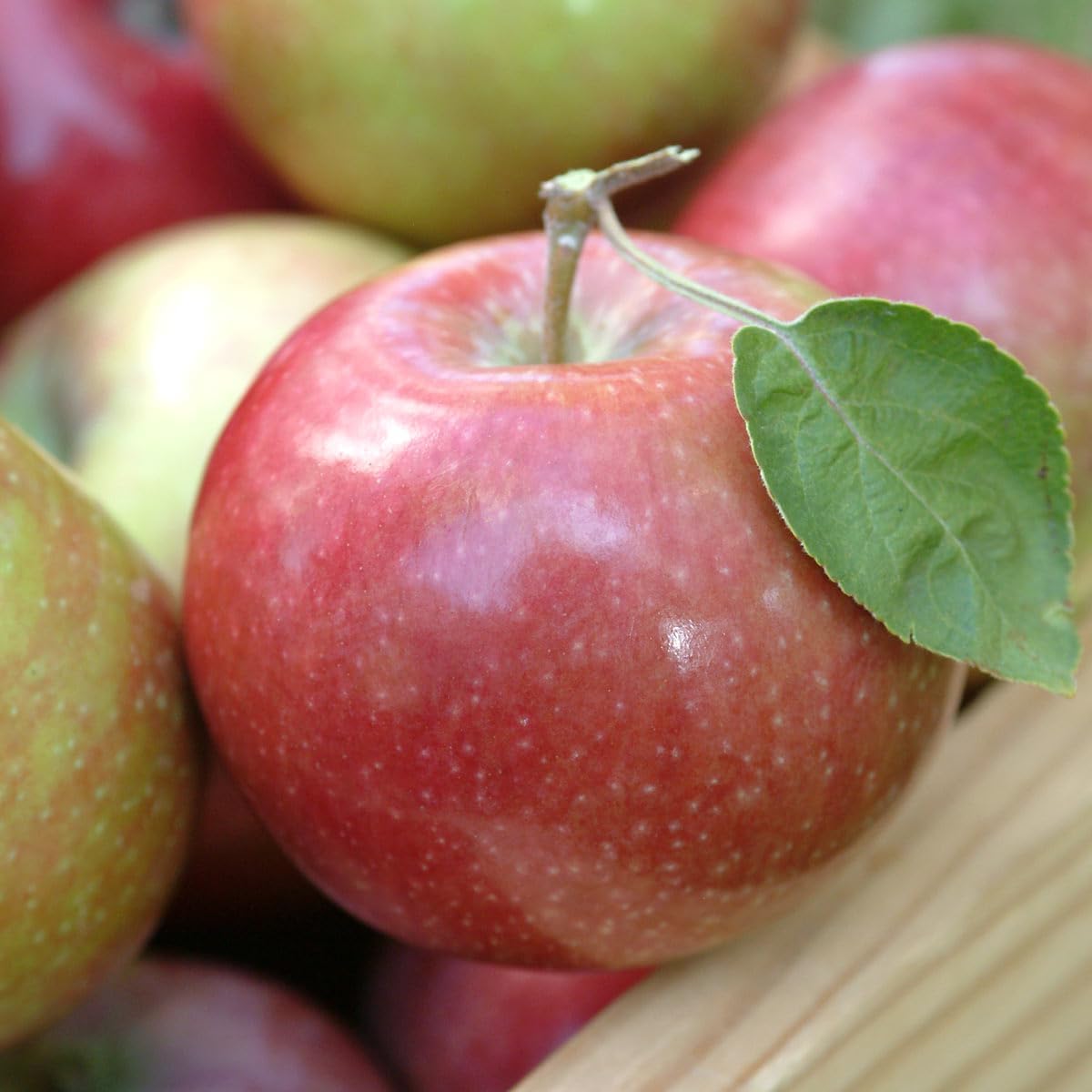 GURNEY'S - McIntosh Reachables Apple Malus Dormant Bare Root Starter Fruit Tree