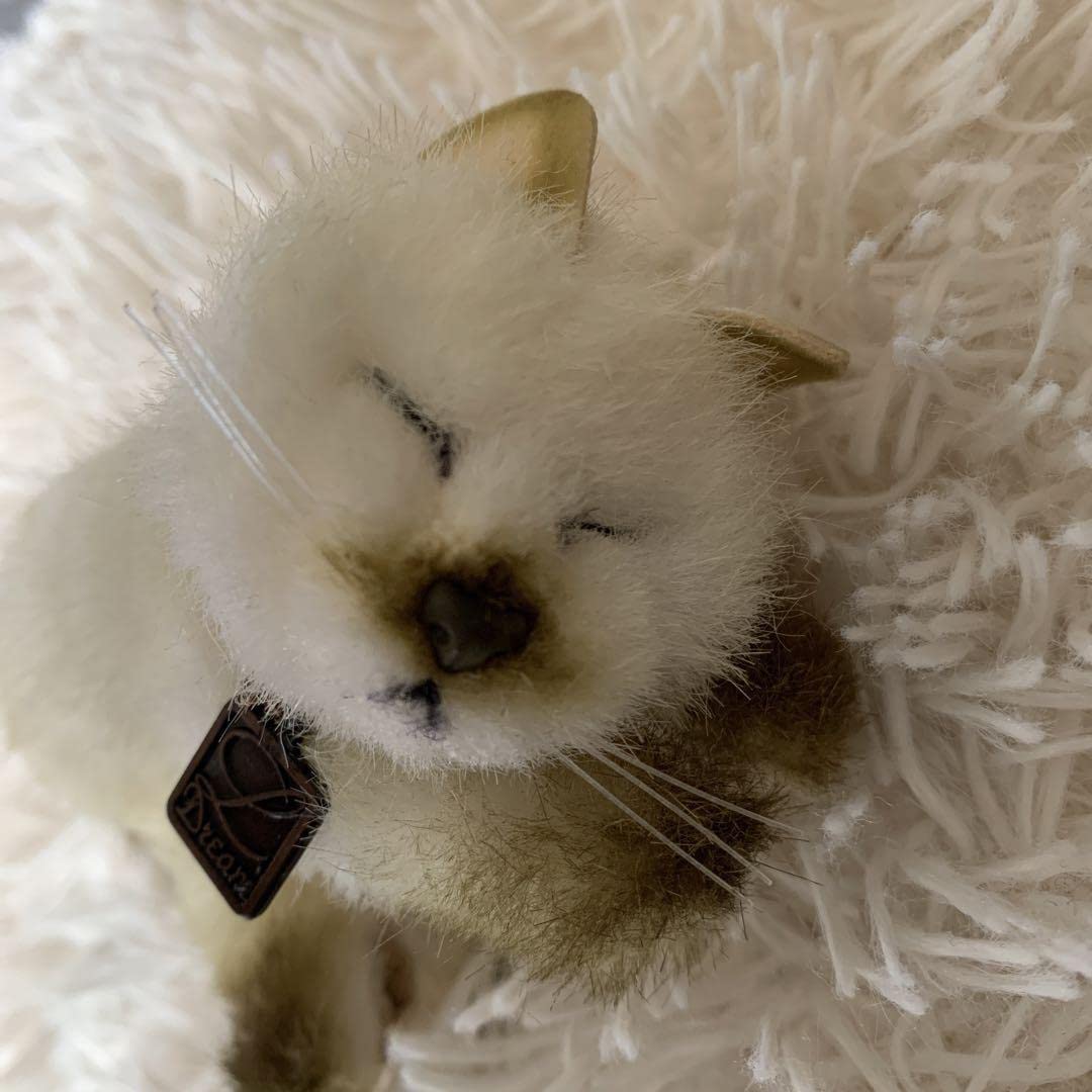 Amazon.co.jp: ネコ ねこ 猫 ぬいぐるみ セキグチ L Dream