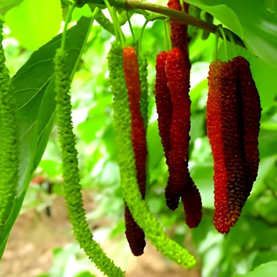 Image of Sweet & testy Hybrid Black MullBerry Fruit High Yield Hybrid Rare Tropical Fruit Healthy Live Plant for Home Roof Top Garden (Black)