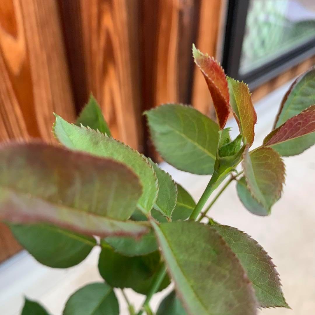 君子蘭 縞中斑入り 5号鉢つき レア斑 斑入り植物 君子蘭: 花と旅の