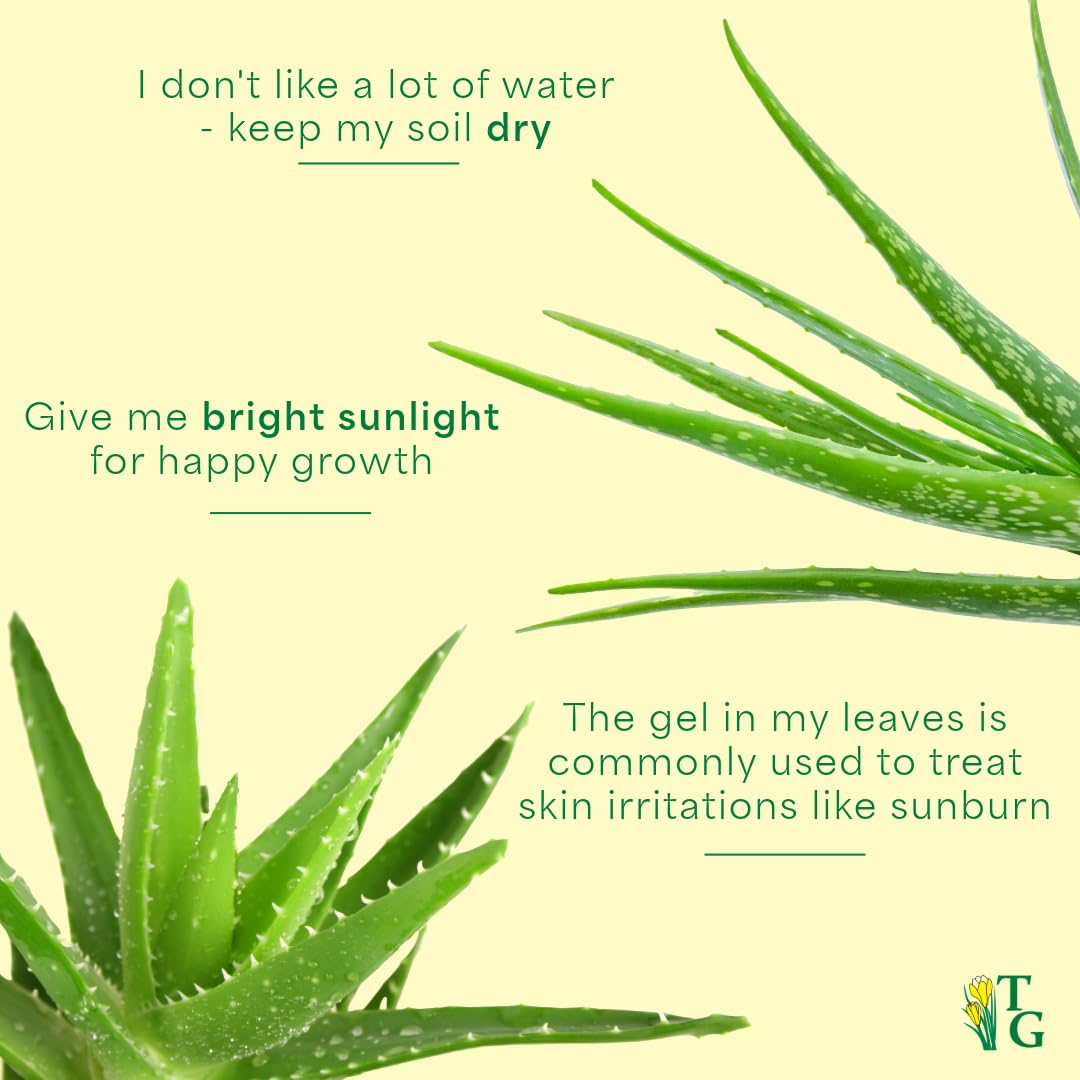 aloe vera hand & body lotion Eucalyptus & Lemongrass