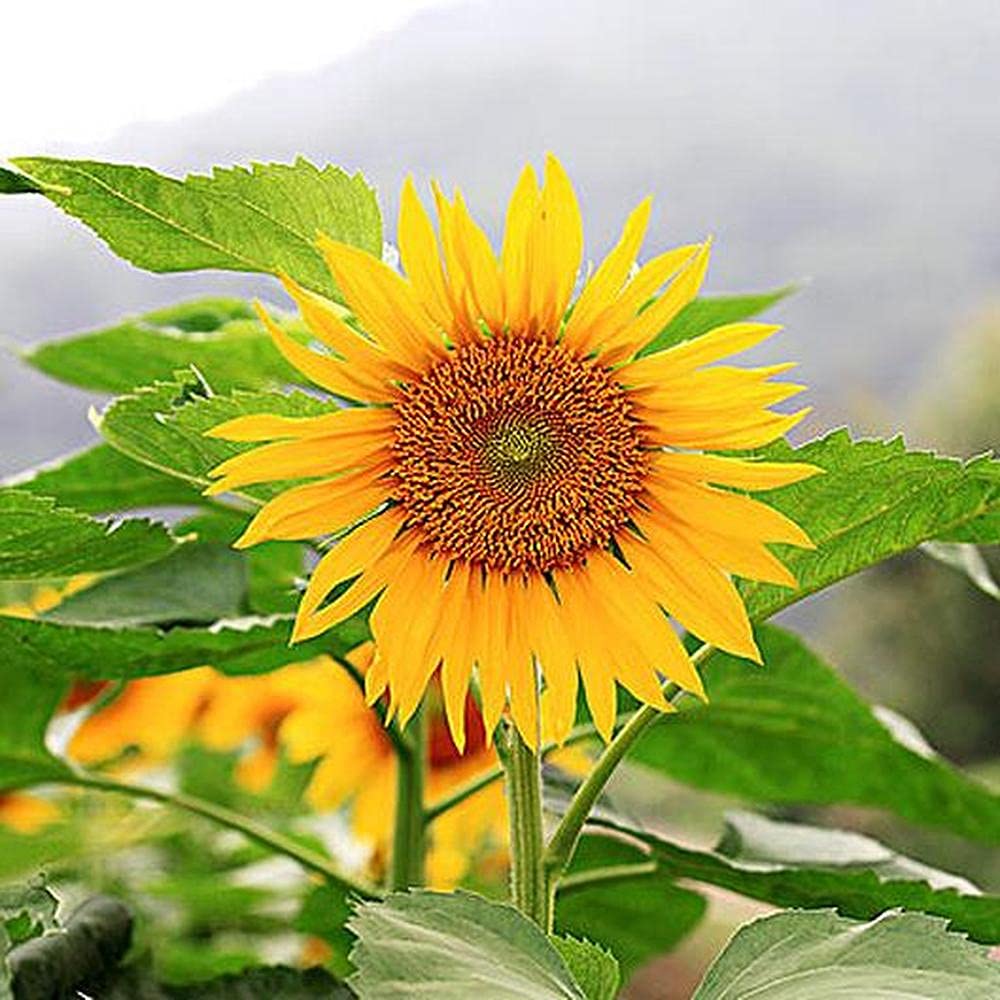 100pcs Graines de Tournesol Jaune Jour Court Cultures Herbacées Annuelles Convient Pour Faire des Bouquets de Fleurs Coupées Etc Habillez Votre Jardin Comme Un Monde de Conte de Fées