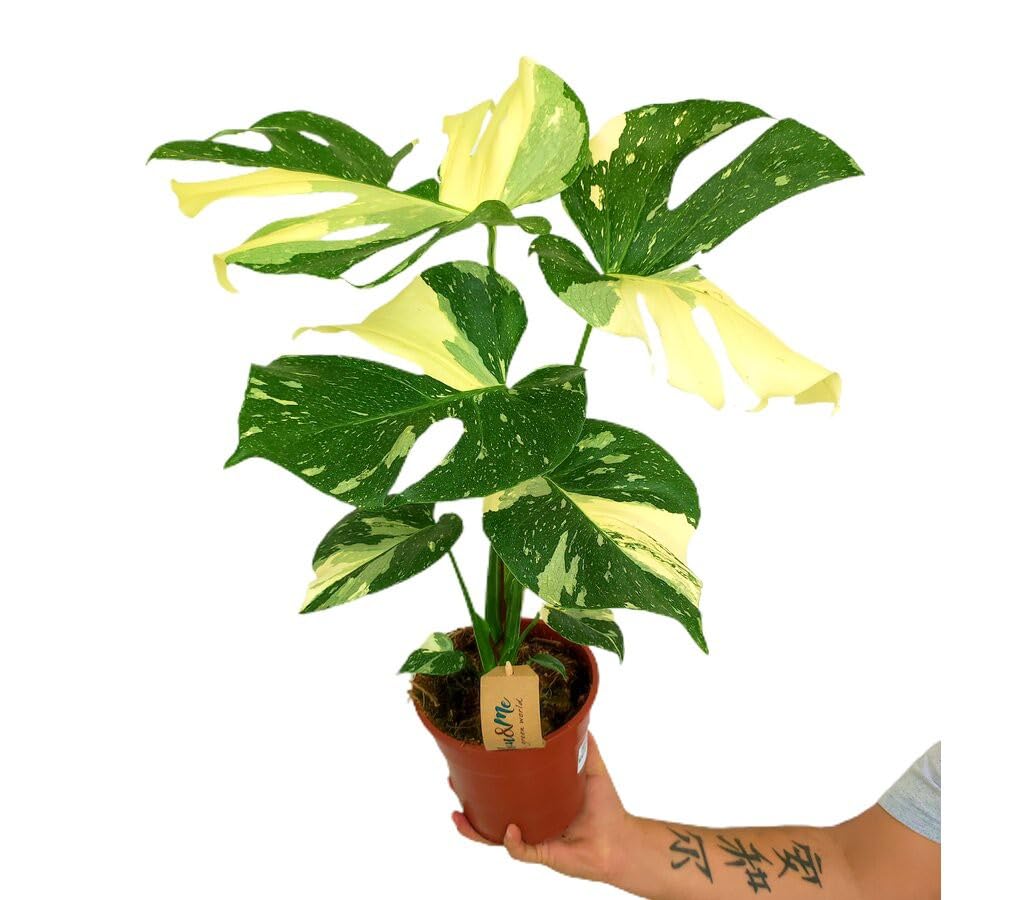 PLANTA NATURAL | MONSTERA THAI CONSTELATION M17 50CM | EXCLUSIVA DE COLECCIÓN | DECORACIÓN INTERIOR HOGAR