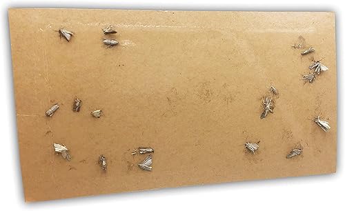 Miniatura 7 de Trampas de feromonas dobles eficaces y recargables, la solución definitiva para el control de polillas de la ropa y la despensa -4 unidades