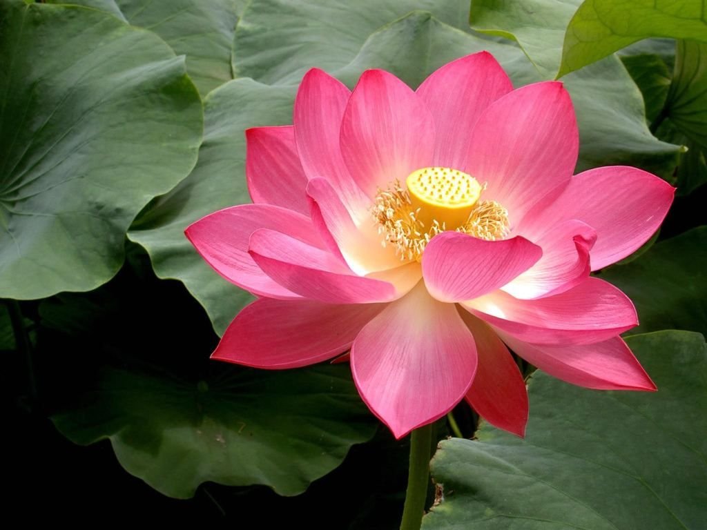 Creative Farmer Flower Seeds : Indian Lotus Red Flower Nelumbo Nucifera Kamal/Sacred Water Lily Seeds 15 Seeds- Mixed Seeds Garden [Home Garden Seeds Eco Pack] Plant Seeds (B078RG8S3Q) Amazon Price History, Amazon Price Tracker