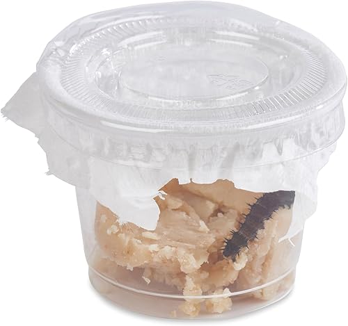 Miniatura 5 de 32 orugas vivas enviadas ahora kit de repuesto de mariposa para kit de tamaño escolar con suministros adicionales de cría de larva por Nature Gift