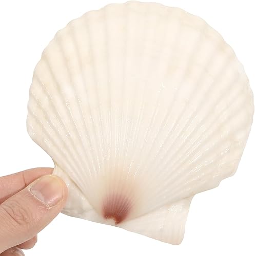 Miniatura 4 de 20 conchas de vieira grandes de 4 a 5 pulgadas para manualidades, conchas marinas grandes naturales para manualidades, conchas blancas de gran mar