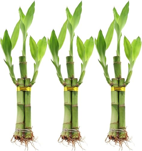 Juego de tres arreglos de bambú de la suerte de la suerte de 6 pulgadas, plantas de interior de bambú de la suerte para decoración del hogar y la