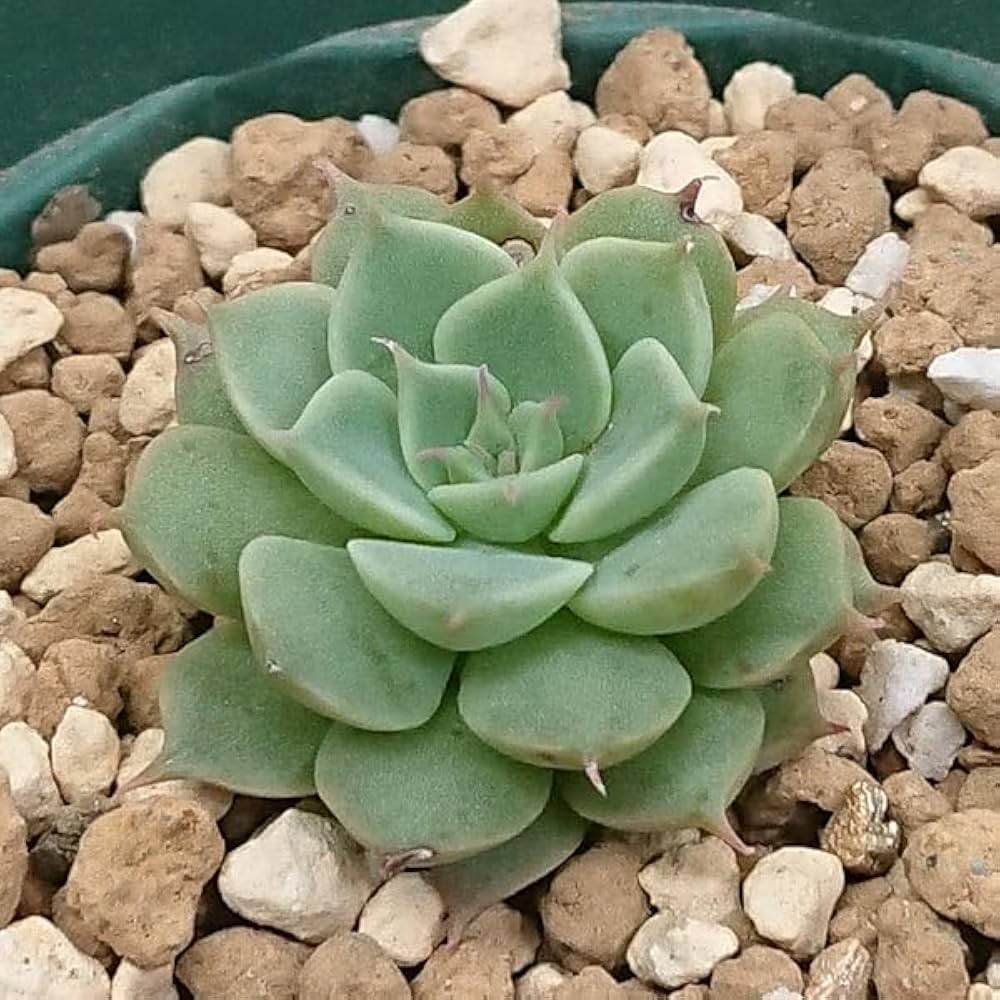 多肉植物 マーガレットレッピン 小苗セット 【公式通販】 多肉植物 マーガレットレッピン 小苗セット 【公式通販】