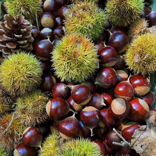 semillas de castaño - castaño - castaño decoración de jardín para exterior de castaño, crecimiento de balcón, 6pcs