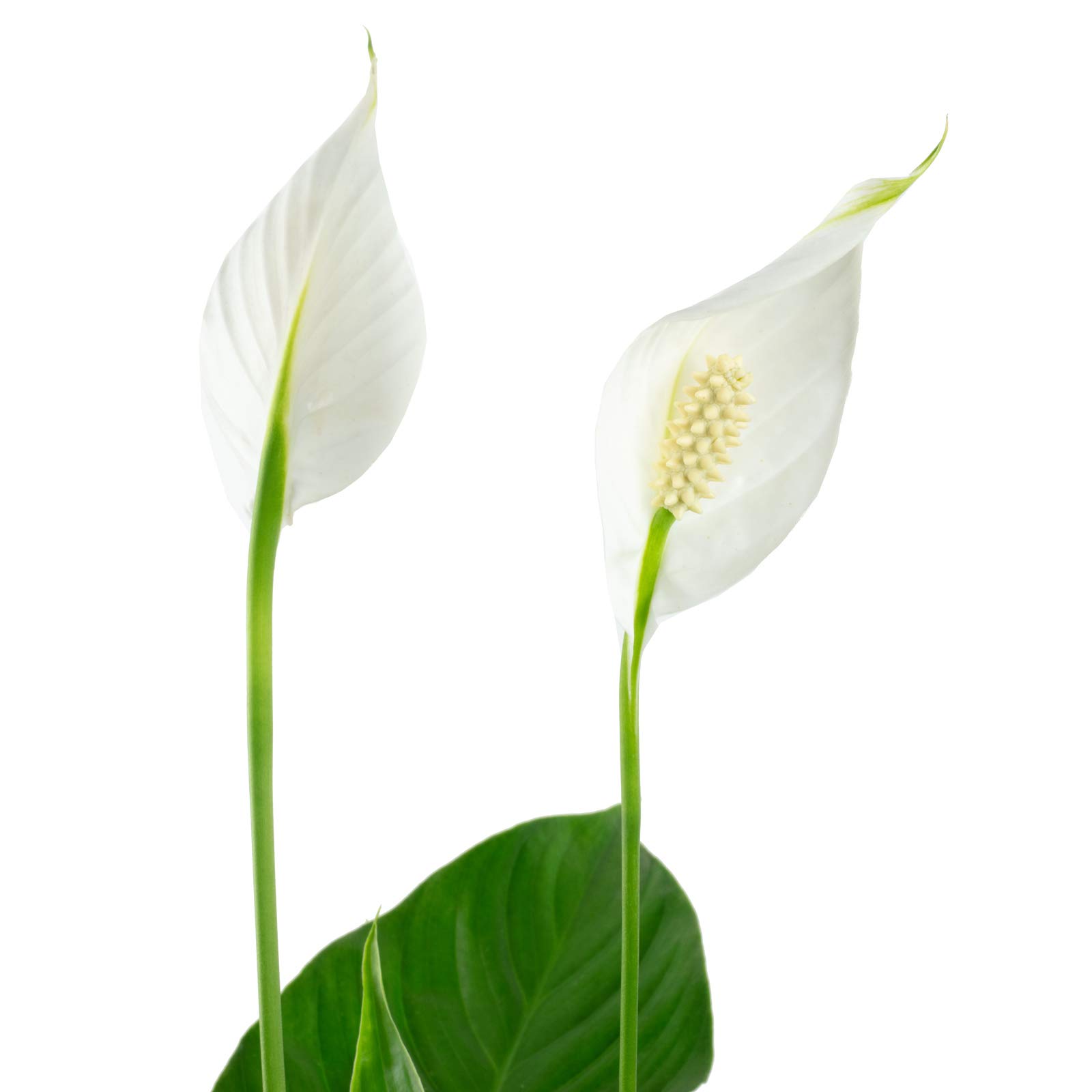Spathiphyllum - Set di 5 fogli da 3 a 5 fiori/gemme, altezza ca. 50 cm, diametro vaso 13 cm