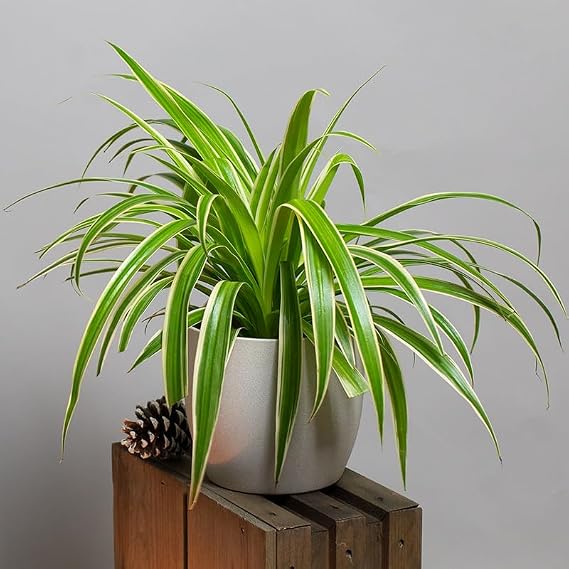 Spider Plant | Chlorophytum Laxum | Zebra Grass | 13cm Pot : Amazon.co ...