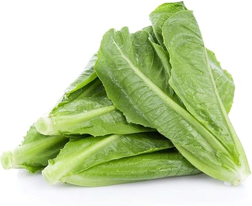 Miniatura 3 de Seed Needs Semillas de lechuga romana para plantar Parris Island COS - Cultivos anuales de clima frío sin OMG y sin tratar, cultiva un huerto al