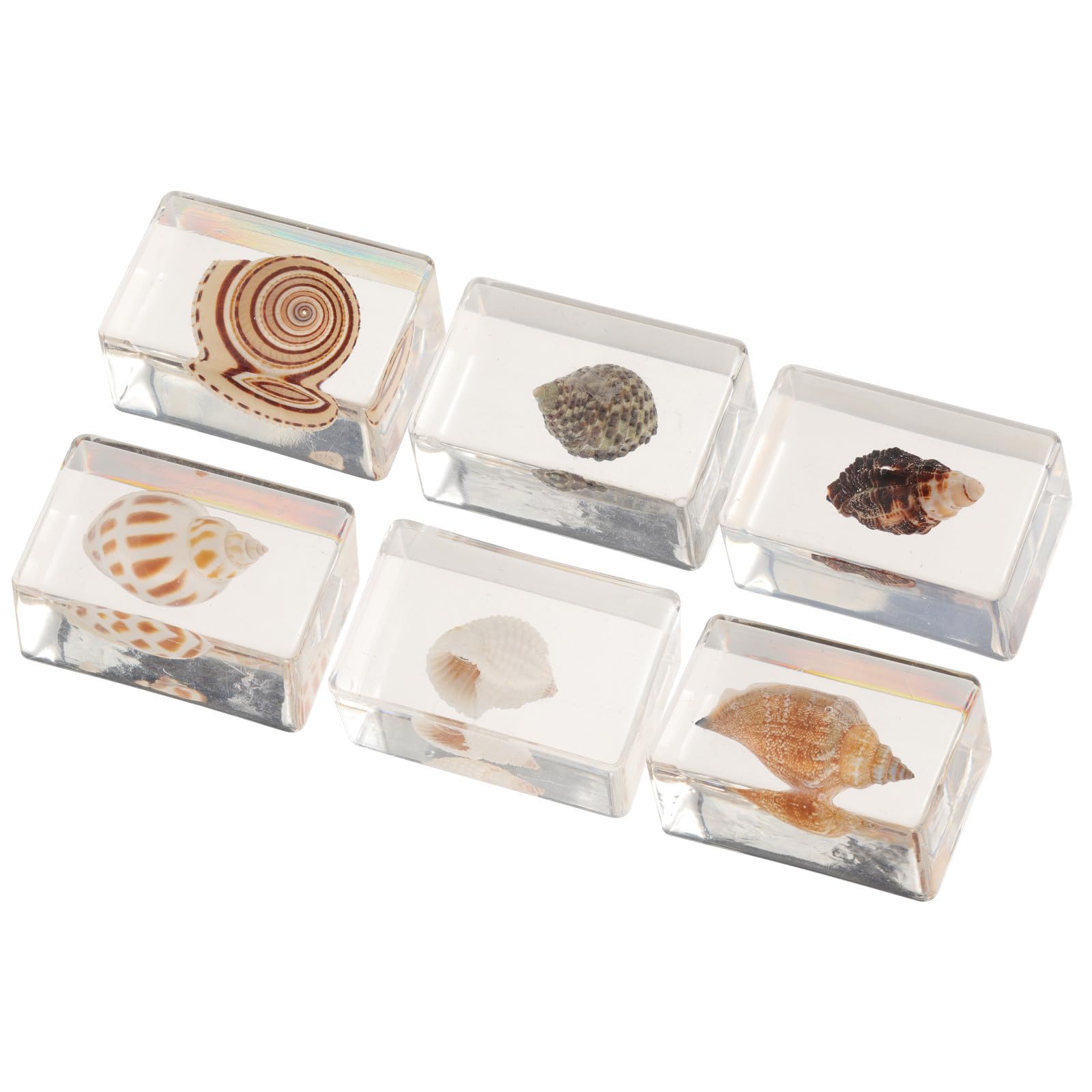 Coquillages décoratifs durables pour créer un micro-paysage marin naturel sur votre bureau