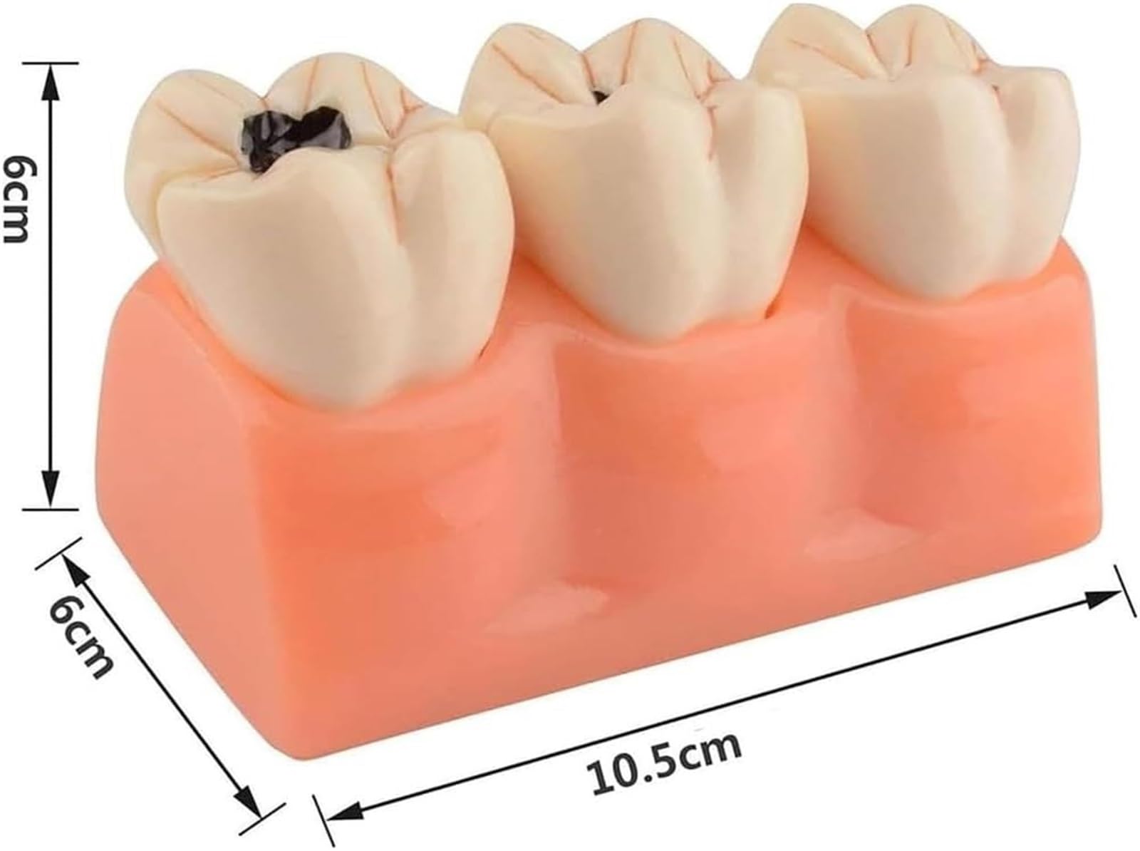 Standardowy model zębów dla dorosłych dentystów, realistyczny projekt symulacji i doskonałe wykonanie do nauczania, akcesoria do próchnicy zębów dla dentystów, nauczycieli uczniów nauczania anatomii