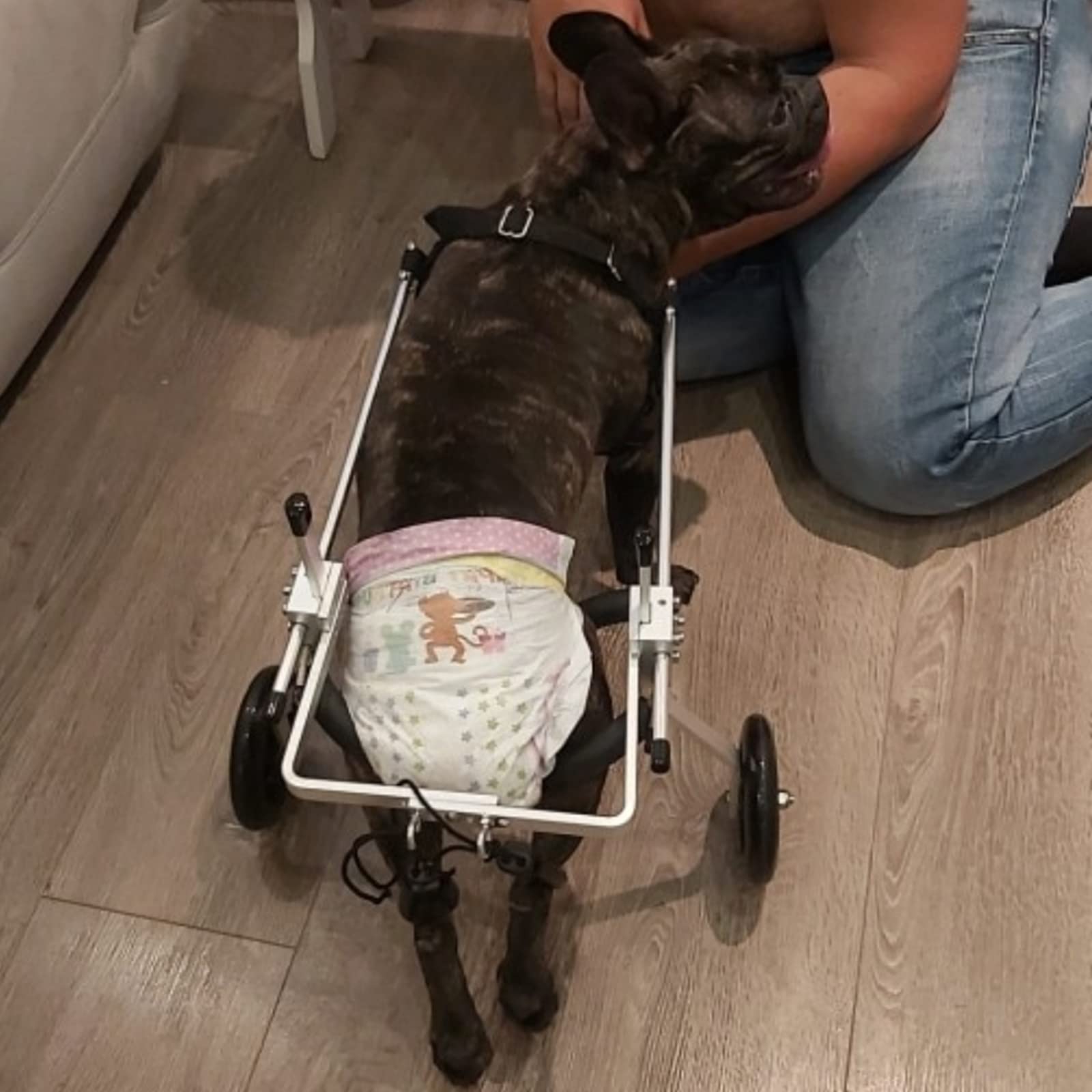Silla de Ruedas para Mascotas para Patas Traseras, Grande, Ajustable de Aluminio, Plata, 9-20 kg, 31-41 cm, 4 Ruedas Todo Terreno, Montaje Fácil, Acceso al Baño para Mascotas | Silla de ruedas ajustable de aluminio con 2 ruedas