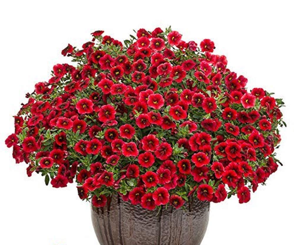 Crimson Red Calibrachoa Petunia Annual Flower Seeds- 50+ Seeds (B0C59NQ3HY) Amazon Price History, Amazon Price Tracker