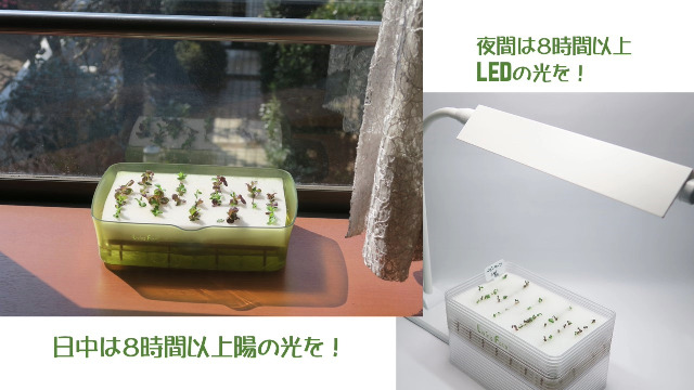 Amazon.co.jp: リビングファーム ミニ水耕菜園キットRA ラディッシュ