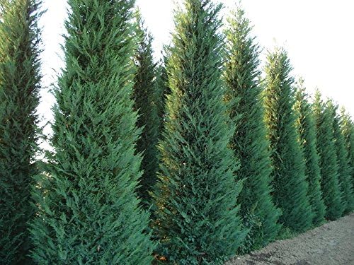 Creative Farmer Himalayan Cypress Elegant and Evergreen Tree Seeds (Pack of 100 Seeds)