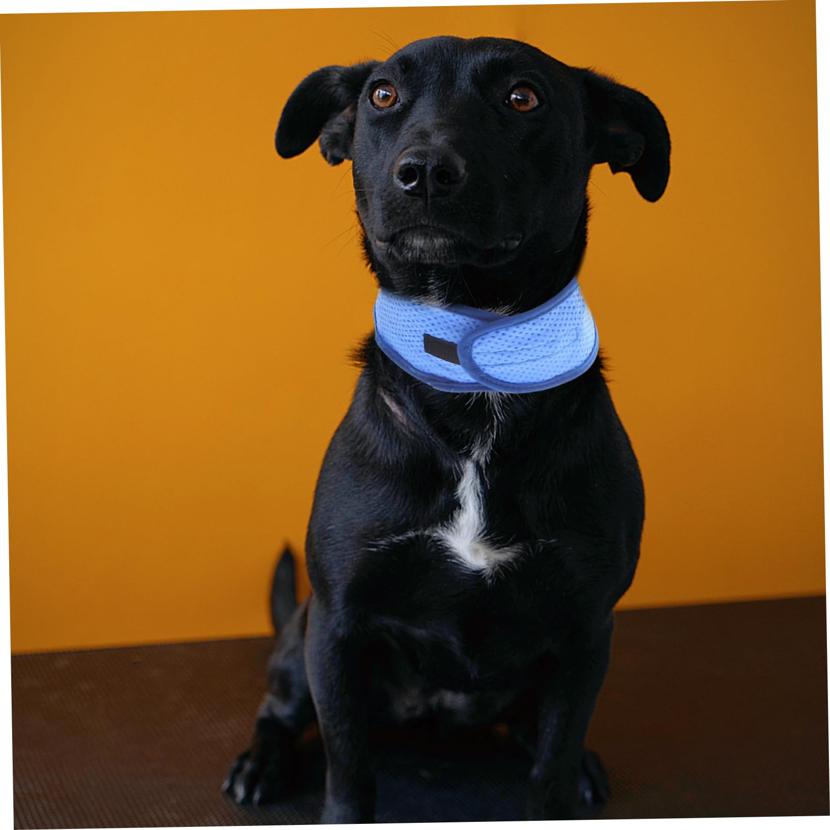 minkissy 4pcs dog cooling bandana dog bandanas summer Pet Bandana Puppy Ice Scarf summer dog collar Puppy Cooling Scarf Cooling Dog Bandana Cooling Pet Collars pet ice polyester the dog