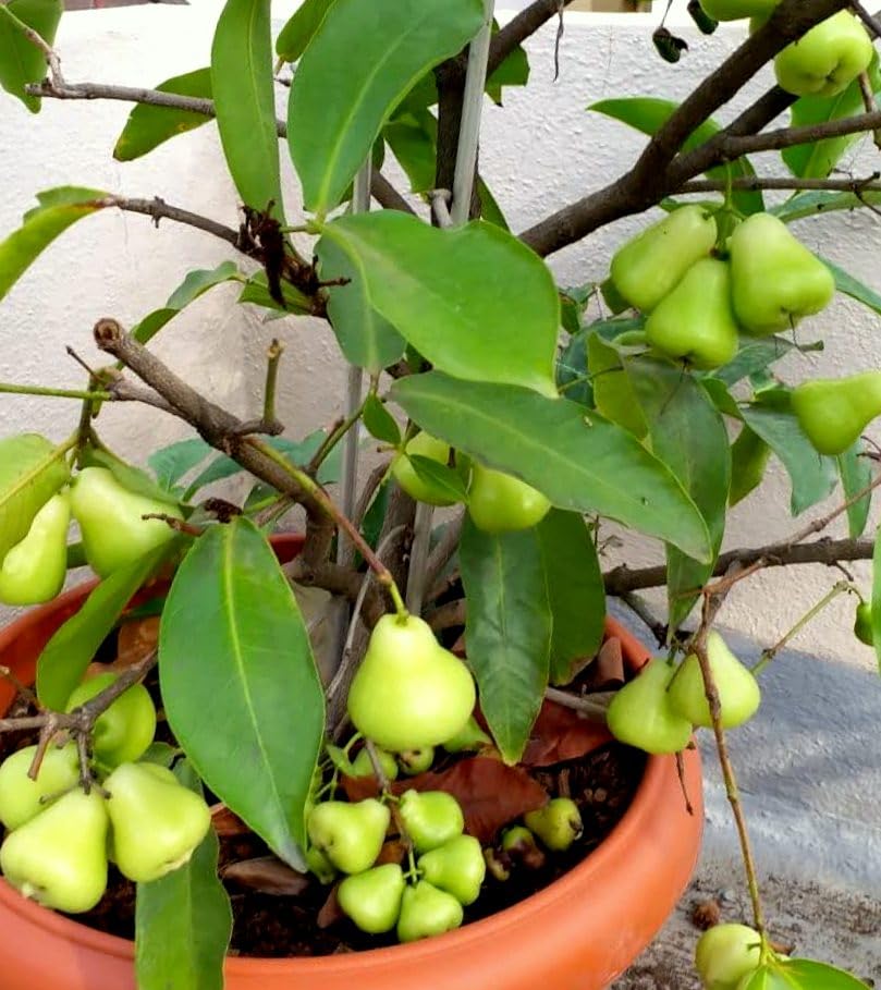 See full amazon price history chart for Water apple plant live hybrid (Pack of 1) Water apple plant live hybrid (Pack of 1) (B0CW1VM9CV) Amazon Price History, Amazon Price Tracker