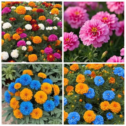 900+ Annual French Marigold Garden Flower Mix Flower...