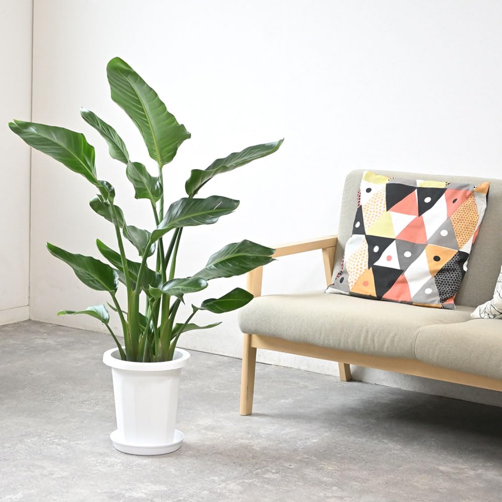Amazon｜観葉植物 本物 オーガスタ 8号鉢｜観葉植物 オンライン通販