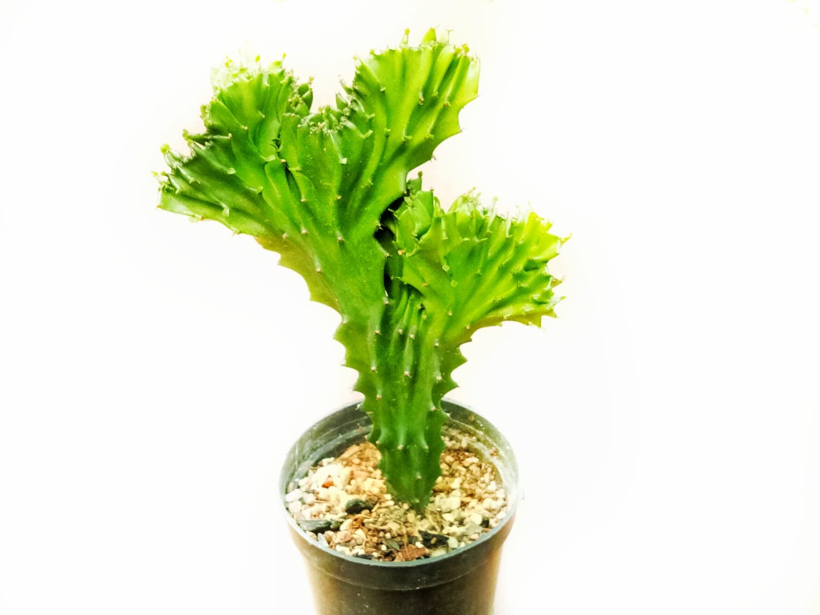 Grin Heaven Nursery, Euphorbia Lactea Cristata Cactus Live Plant (B0BD16DGC7) Amazon Price History, Amazon Price Tracker