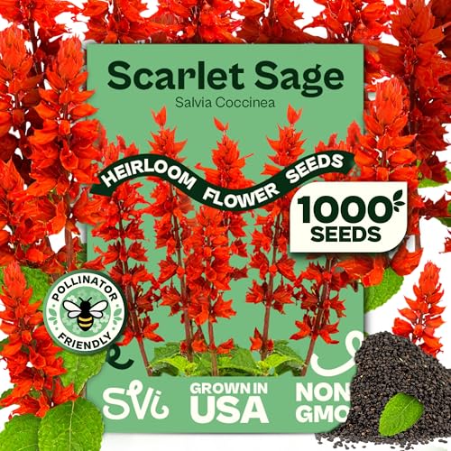 SVI 1000 Red Sage Seeds for Planting Outdoors (Salvia coccinea) Scarlet sage Deer Resistant Wildflower Heirloom Flower Seeds to Plant Outside & Inside Garden Beds Containers