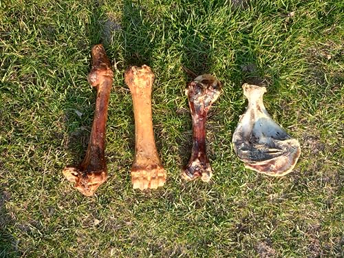 Getrockneter Pferdeknochen 1 Stück, Pferdeschwanz für Hunde, natürlicher Kauartikel & Hundesnack, hypoallergen & getreidefrei, langlebiger Kauknochen für mittelgroße & große Hunde