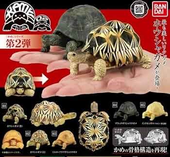 インドホシガメ、フィギュア 2個セット 61zTL-pNpyL._AC_UF350,