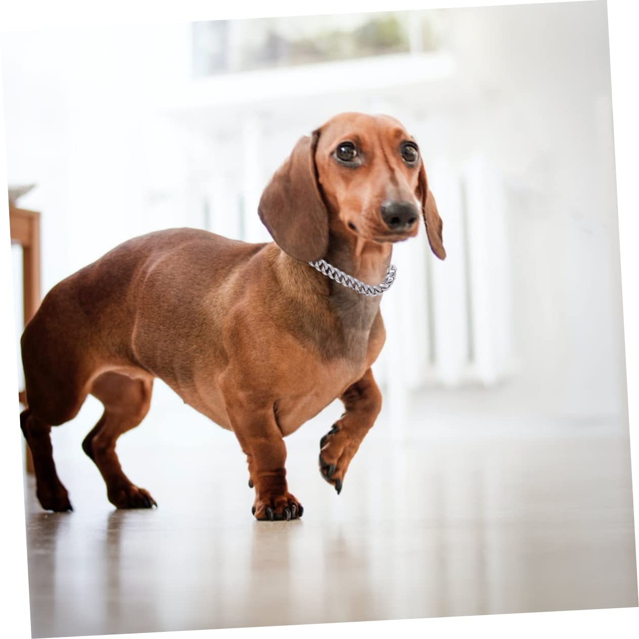 Mipcase 2pièces Laisse Acier Inoxydable pour Chiens Laisse Et Confortable pour Animaux De Compagnie Idéale pour Promenades Et Activités Extérieures Couleur Acier