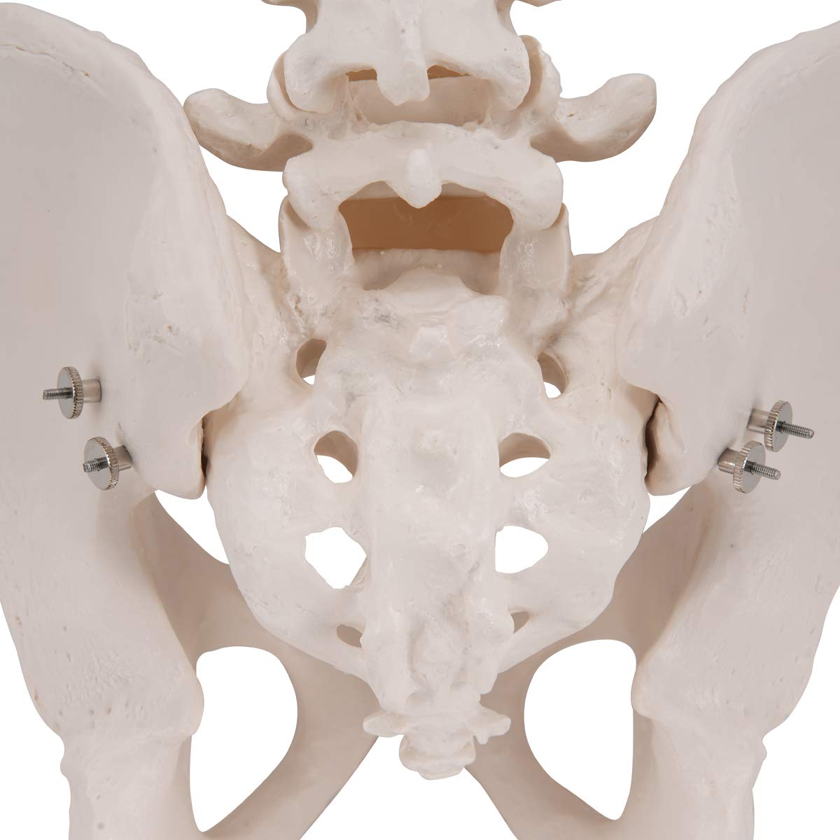 3B Scientific® Bacino Maschile – Modello Anatomico Umano a Grandezza Naturale + Smart Anatomy App (Garanzia di 5 Anni)