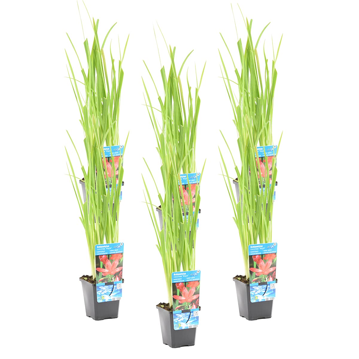 Bloomique - Set de 6 - Schizostylis ‘Mrs Hegarty’ - Lirio Kaffir rosa - Gladiolo de pantano - Plantas de estanque - Acuáticas - Resistente al frío - Altura 10-20 cm - Maceta 9 cm