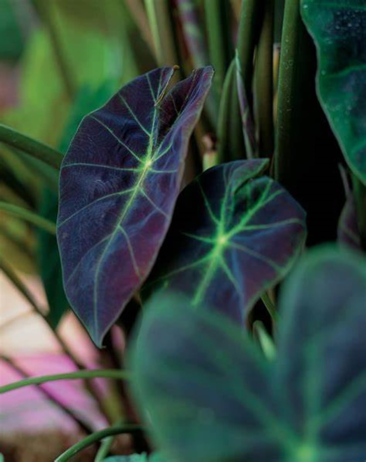 Elephant Ears for Planting Now UK Good for Containers Perennial Natural Organic Excellent Easy Plant Perennial Display Plant Bulbs Greening Flower Ornamental-10Bulbs-greenJ